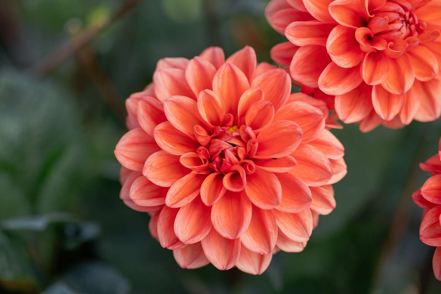 Daalia 'Orange Nugget'